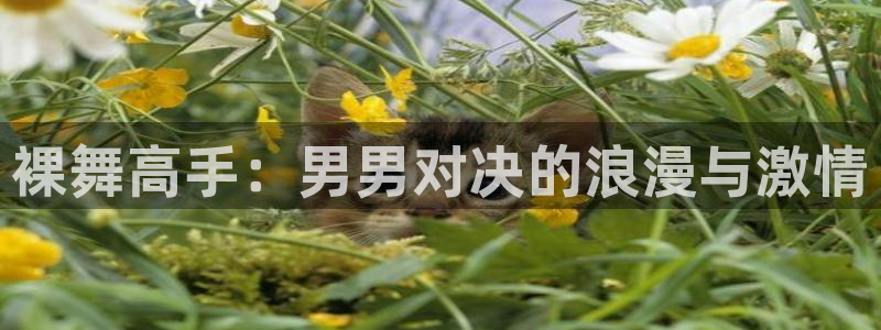 91动漫免费观看